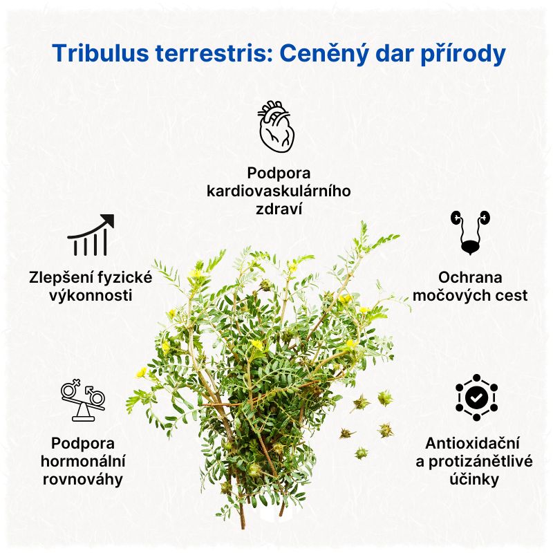 Tribulus terrestris Ceněný dar přírody